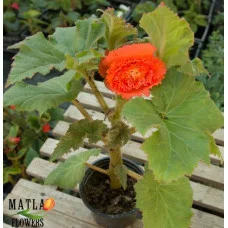 Бегония в горшке Fimbriata Orange